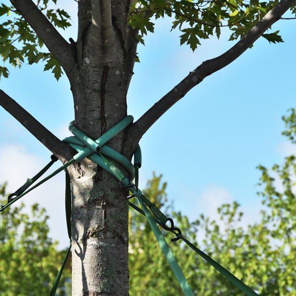 cables wrapped around a tree trunk