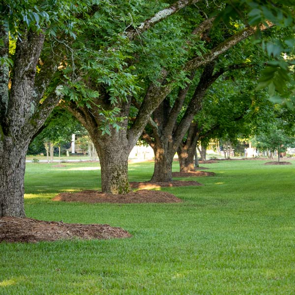 row of trees with mulch