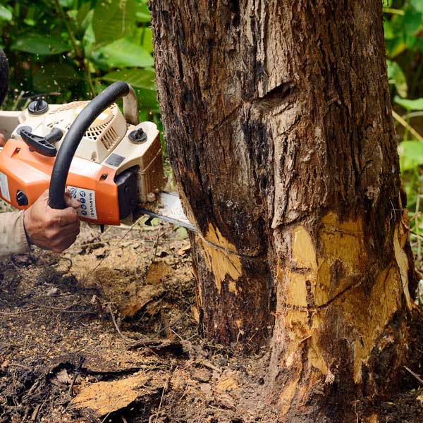 closeup of cutting a tree
